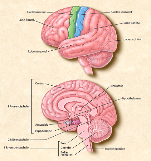 image du cerveau. Source : https://www.frcneurodon.org/comprendre-le-cerveau/a-la-decouverte-du-cerveau/anatomie-du-cerveau-et-du-systeme-nerveux/