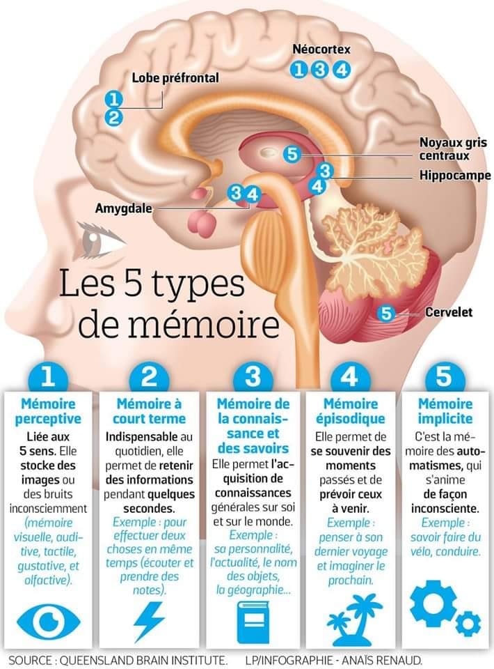 Les 5 types de mémoire